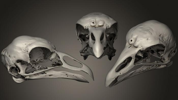 Anatomy of skeletons and skulls (ANTM_0230) 3D model for CNC machine